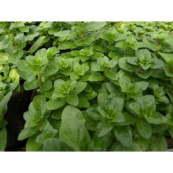 menta poleo gibraltarena