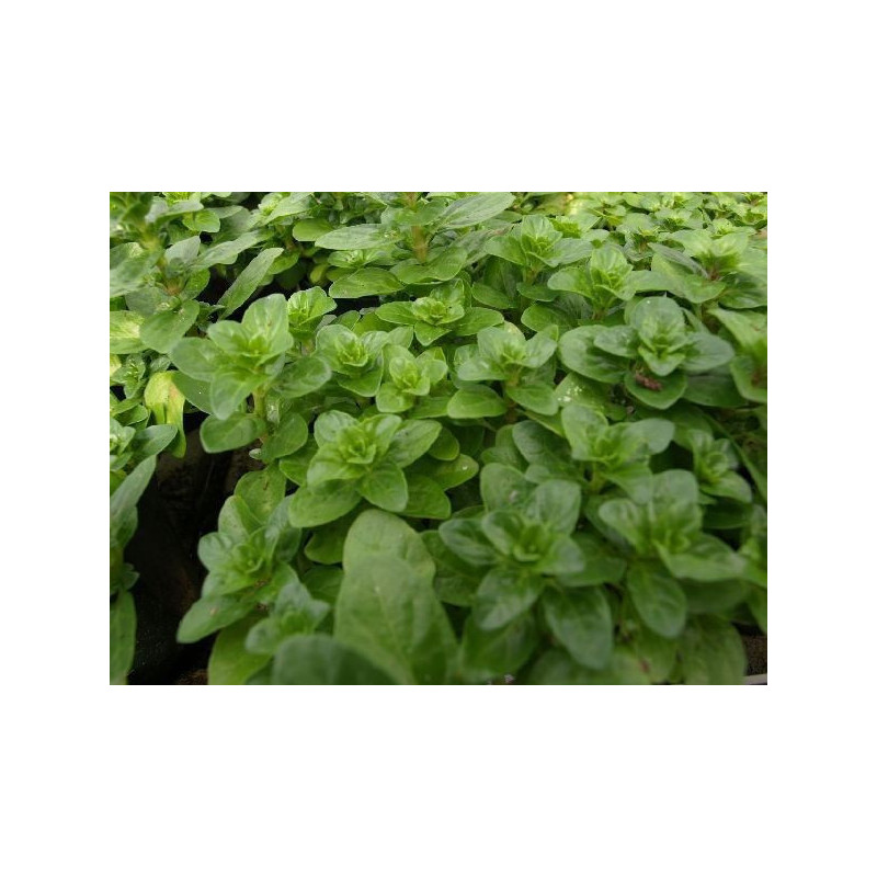menta poleo gibraltarena