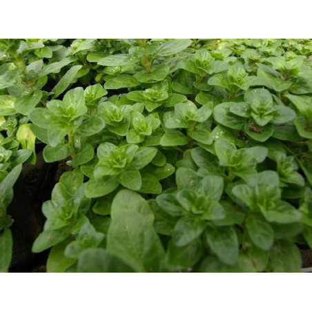 menta poleo gibraltarena