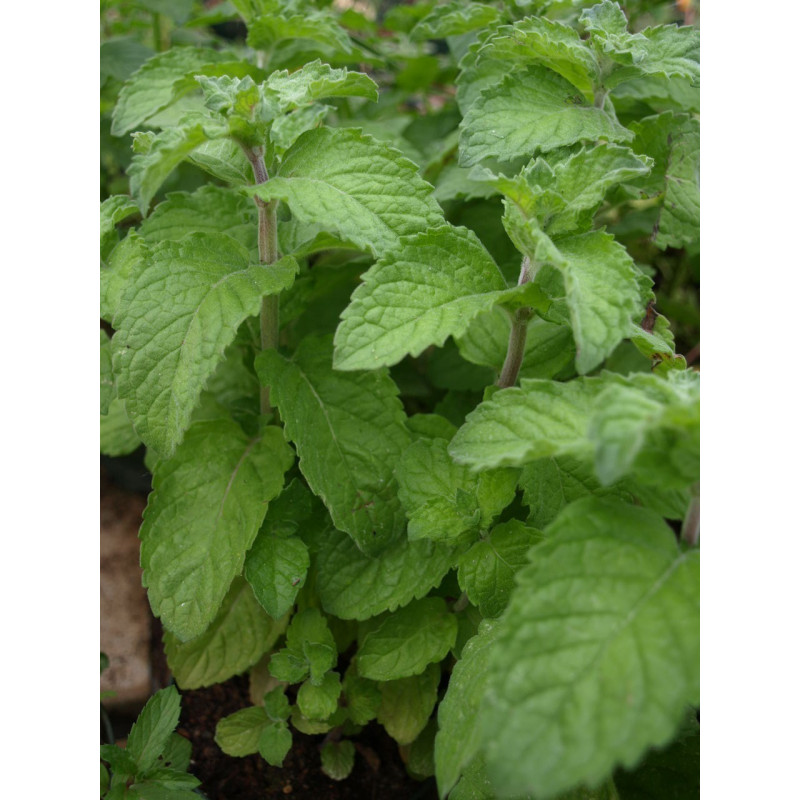 menta parra