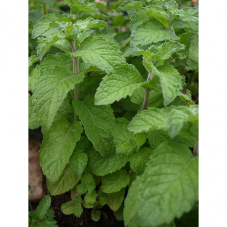 menta parra
