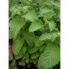 menta parra