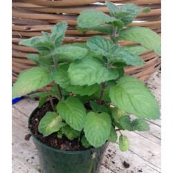 menta parra