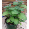menta pomelo