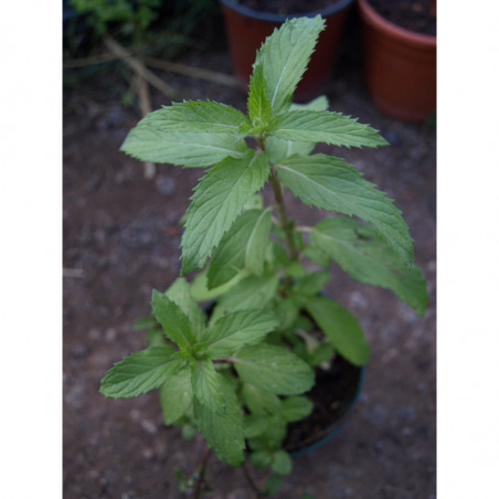 menta suiza