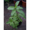 menta suiza