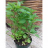 menta suiza