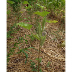 okra semillas