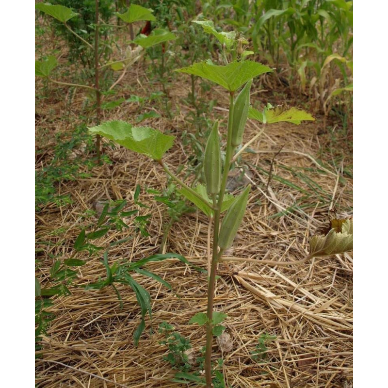 okra semillas