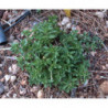 oregano compacto
