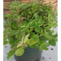 oregano compacto