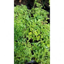 oregano compacto