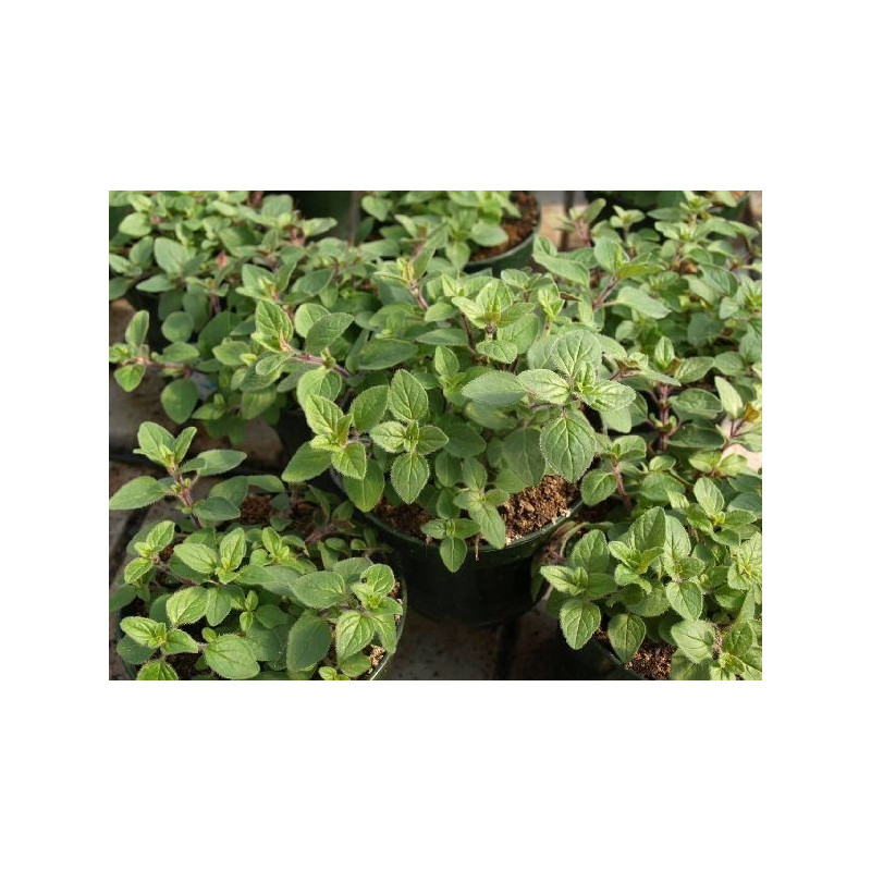 oregano comun