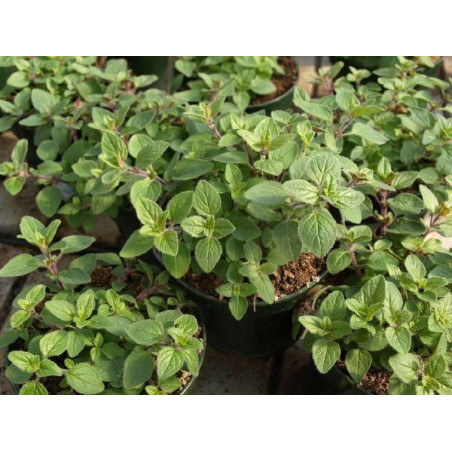 oregano comun