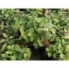 oregano comun