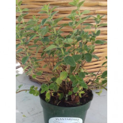 oregano comun