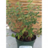oregano comun