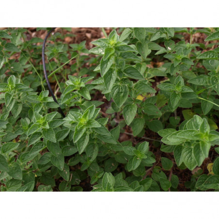 oregano de corcega