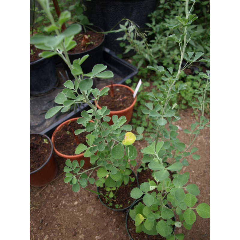 alfalfa arborea