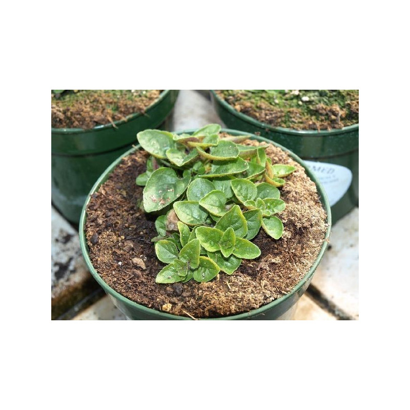Oregano escoces