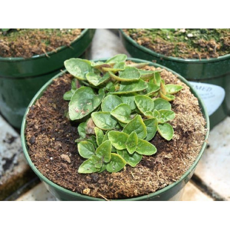 Oregano escoces
