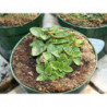 Oregano escoces
