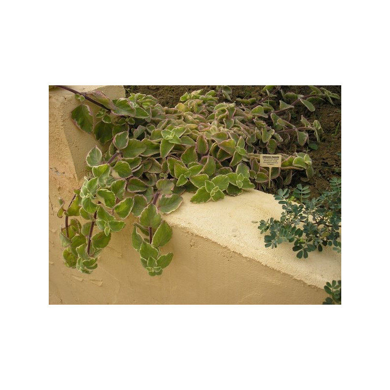 oregano frances