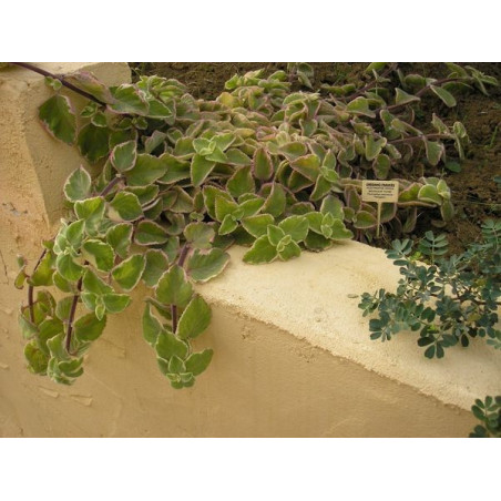 oregano frances