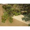 oregano frances