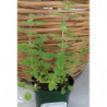 oregano griego