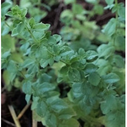oregano picante