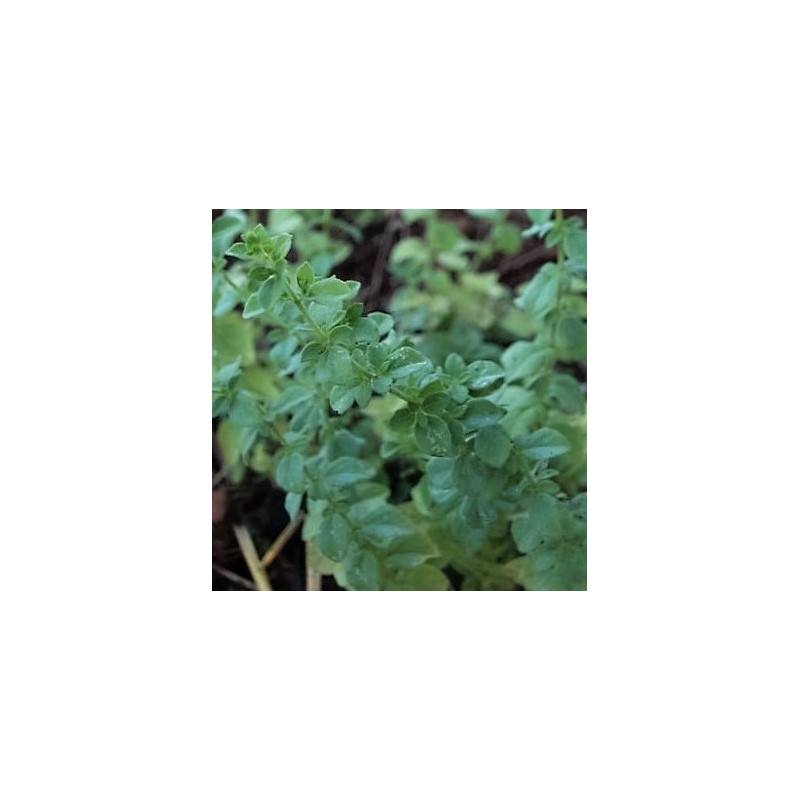 oregano picante
