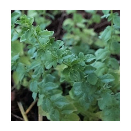 oregano picante