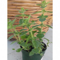 oregano picante