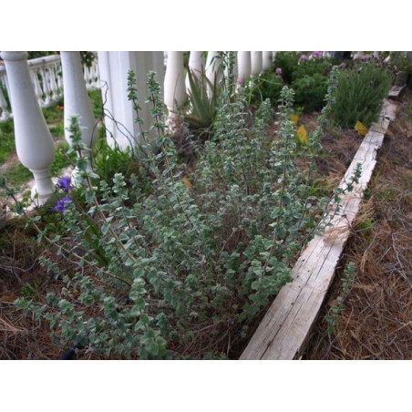 oregano tomillo