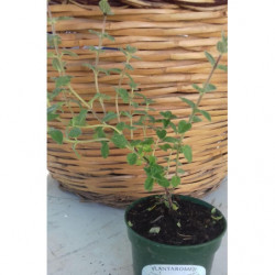 oregano tomillo