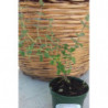 oregano tomillo