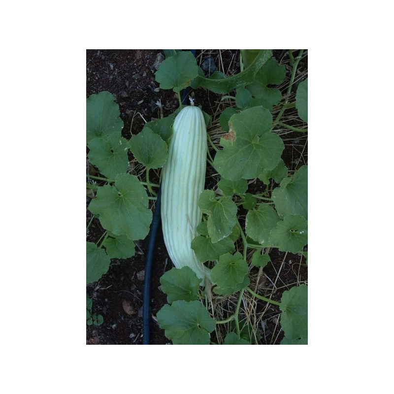pepino de armenia