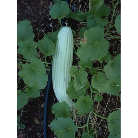 pepino de armenia