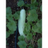 pepino de armenia