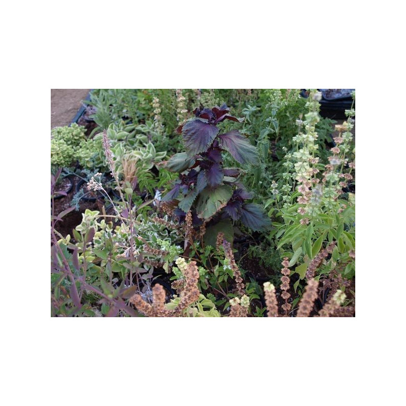 perilla japonesa aka shiso