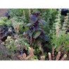 perilla japonesa aka shiso