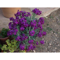 Alheli De Flor Morada