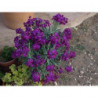 Alheli De Flor Morada