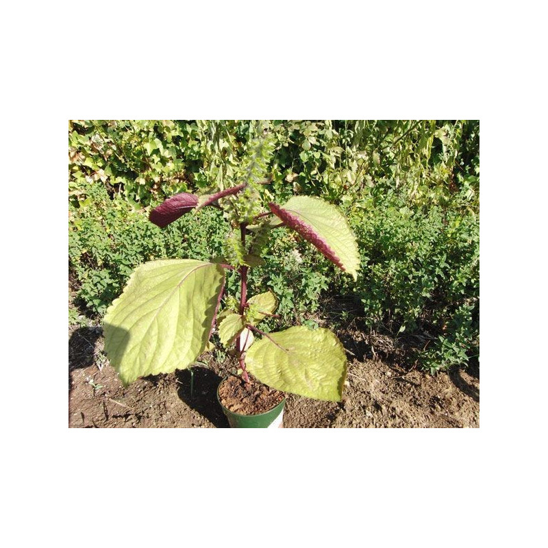 perilla vietnamita tito