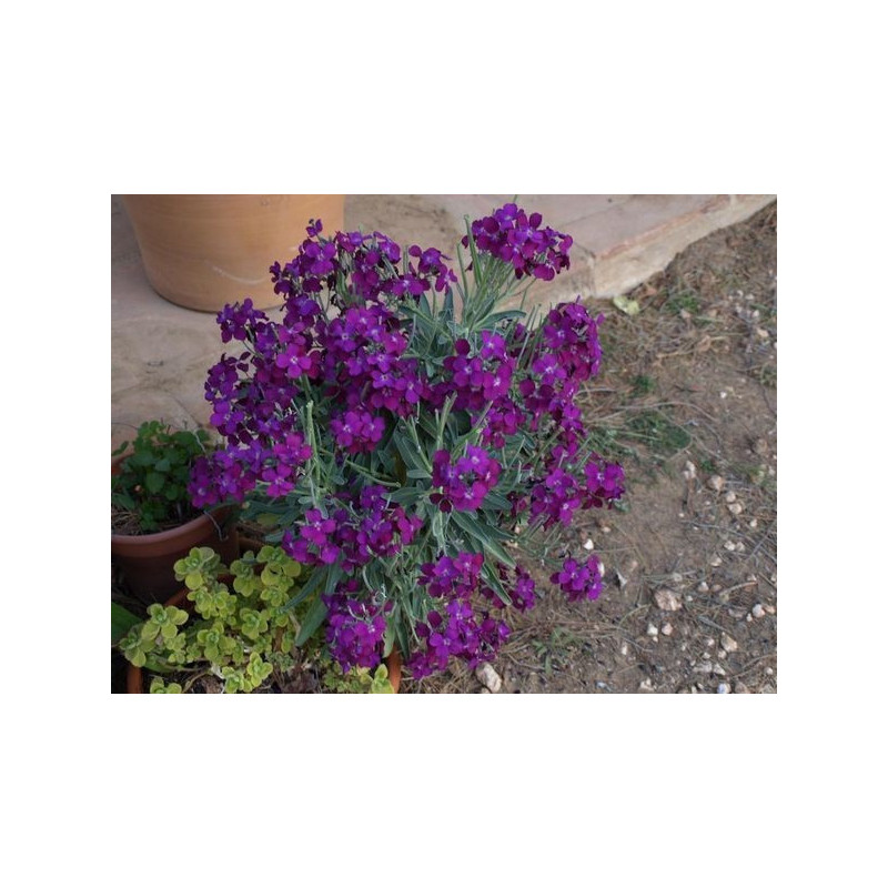 alhel de flor morada
