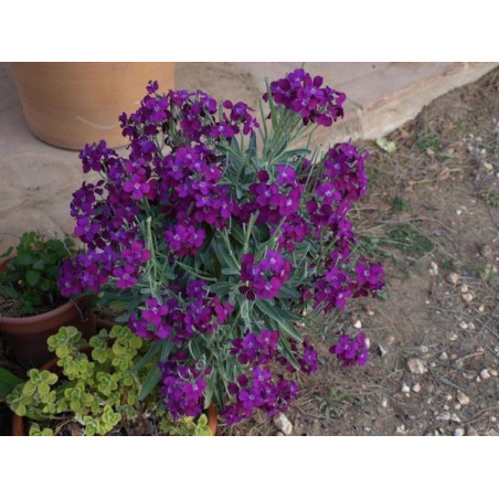 alhel de flor morada