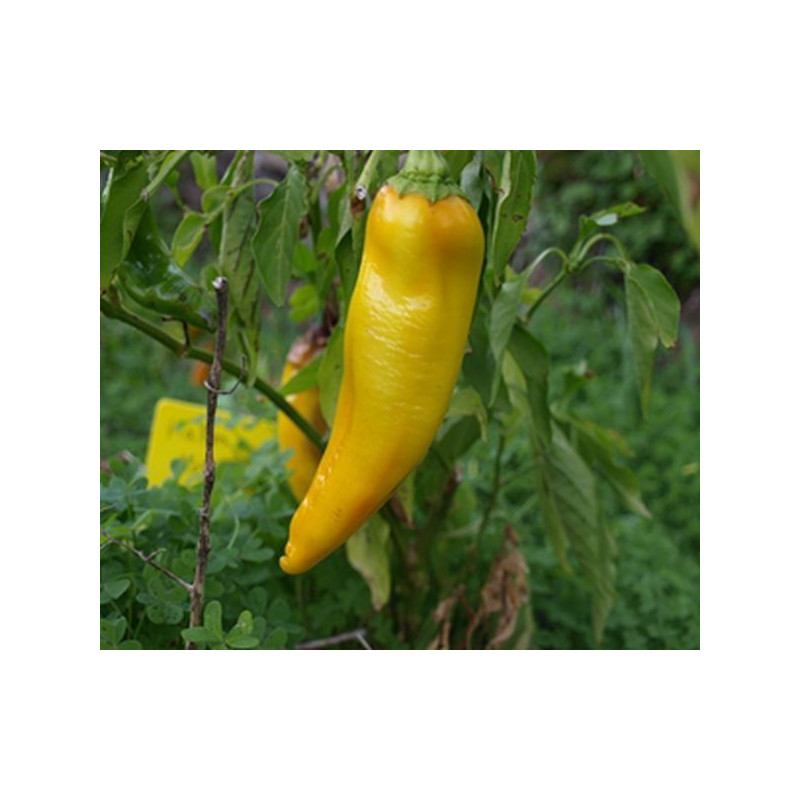 pimiento marconi