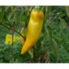 pimiento marconi