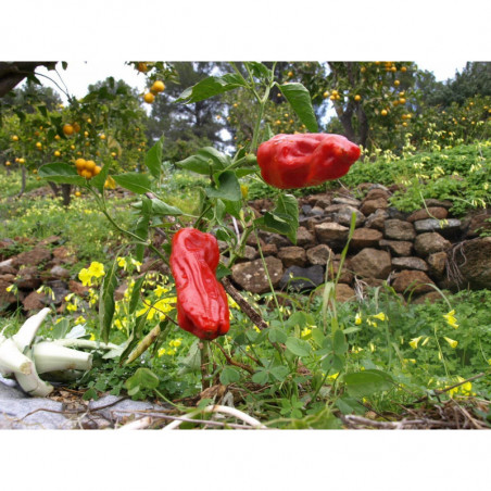 pimiento pajarito de la huerta